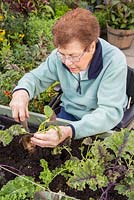 Elderly disabled woman planting Salad winter greens in a veg trug