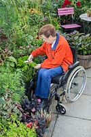 Elderly disabled woman harvesting Parsley in a raised bed