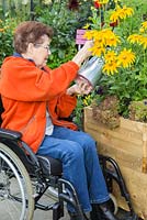 Elderly disabled woman watering Rudbeckia 'Prairie Sun'