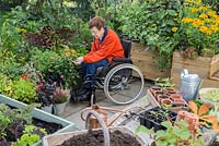 Elderly disabled woman deadheading Dahlia 'Topmix Orange' in a small suburban garden