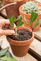 Planting cuttings of Laurus nobilis - Bay, in small pot