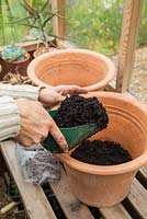 Filling terracotta pots with compost