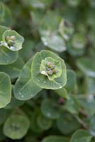 Lonicera caprifolium - (perfoliate honeysuckle)with rain drops