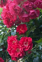Rosa 'Red Facade' in bloom in July after severe pruning in January