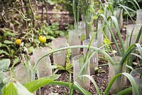 Old plastic bottles used as Leek collars