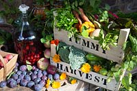 A large harvest display of fruit and vegetables. Victoria plum - Prunus domestica, Damson, Damson Gin, Coriander, Dahlia, Lettuce, Carrots, Gourd, Courgette, Marigold, Chard.