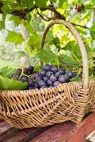 Basket of freshly picked Vitis vinifera 'Black Hamburg' syn.  Trollinger, Frankenthaler