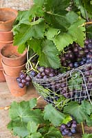 Basket of Vitis vinifera 'Black Hamburg' syn. Trollinger, Frankenthaler 
