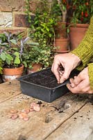 Sowing Broadbean 'Aquadulce Claudia' in cells