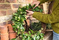 Weaving Ivy into wicker frame