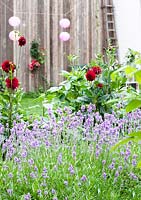 Red dahlia's and Lavandula in scaffolding wooden container without bottom.