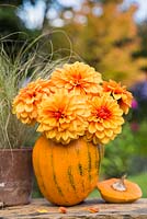 Using Pumpkin 'Jack O'Lantern' as a flower container. Flowers used are Dahlia 'David Howard' 