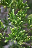 Crassula ovatum 'Gollum'