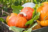 Harvested pumpkins placed in wheelbarrow. Pumpkin 'Crown Prince', 'Mammoth', 'Jack be Little' and 'Uchiki Kuri'