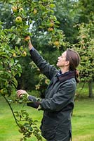 Woman harvesting Apple 'Bramley'. Malus domestica