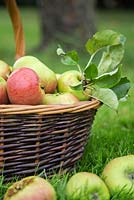 Harvested Apple 'Bramley' with windfall. Malus domestica