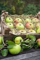 Box of harvested Apple 'Bramley'. Malus domestica