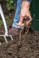 Removing weeds