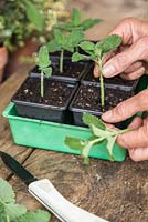 Placing cuttings of Catmint (Nepeta mussinii) into pots

