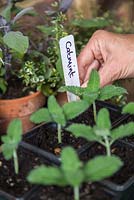 Labelling cuttings of Catmint (Nepeta mussinii)
