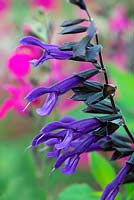 Salvia 'Amistad'