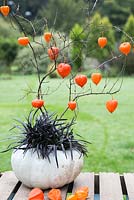 Display of Physalis and Ophiopogon planiscapus planted within a Pumpkin 'Crown Prince'.