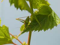 Conehead bush cricket