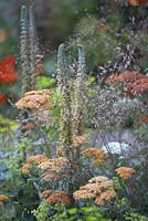Planting includes Deschampsia flexuosa, Digitalis parviflora 'Milk Chocolate', Ammi majus and Achillea 'Terracotta'. 'The Hot Stuff Garden'. RHS Hampton Court Flower Show 2013.  