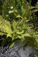 Polystichum braunii, Cenolophium denudatum and Juncus effusus. 'Desolation to Regeneration'. RHS Hampton Court Flower Show 2013. 