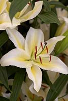 Lilium oriental 'Columbia'.  RHS Hampton Court Flower Show 2013.