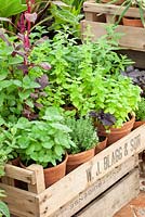 Herbs including Ocimum basilicum, Thymus, Mentha and Origanum majorana
