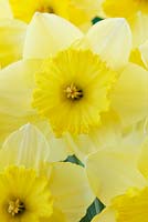Narcissus  'Saint Patrick's Day'  Daffodil  Division 2 Large-cupped 