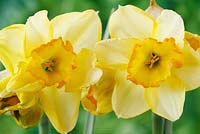 Narcissus 'Yazz' Daffodil,  Division 7  - Jonquilla  