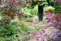 Dramatic late summer colours generated by Cotinus - Smoke Bush with Achillea, mixed Grasses and Ferns