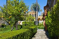 Seville Orange tree - Citrus aurantium in The Ladies Garden at the Real Alcazar, Seville, Andalusia, Spain