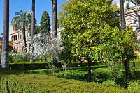 Seville Orange tree - Citrus aurantium in The Ladies Garden with the Galer­a del Grutesco at the Real Alcazar, Seville, Andalusia, Spain