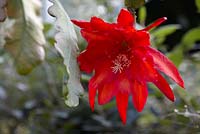 Epiphyllum 'Imperial Dream'