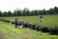 People harvesting Camellia sinensis