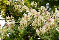 Lonicera caprifolium