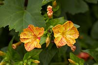 Mirabilis jalapa