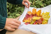 Packing a box of autumnal leaves preserved in bees wax