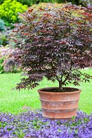 Acer palmatum Atropurpureum, Blood leaf Japanese Maple in container with Campanula poscharskyana Blue Waterfall, Bellflower at base.