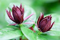 Calycanthus floridus, Allspice. Shrub, June. Close up portrait of burgundy flowers.