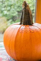 Pumpkin decorated with a pattern from a stencil