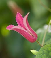 Clematis texensis 'Princess Diana' 