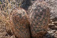 Coryphantha alversonii - Cushion foxtail cactus, Joshua Tree National Park, California, USA