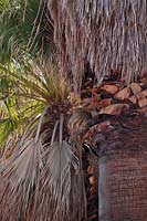 Washingtonia filifera - Joshua Tree National Park, California, USA