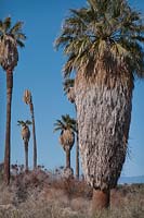 Washingtonia filifera, Joshua Tree National Park, California, USA
