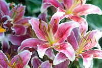 Lilium 'Anastasia'