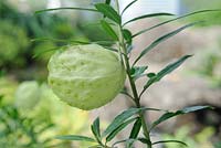 Gomphocarpus Physocarpus - Butterfly Flower